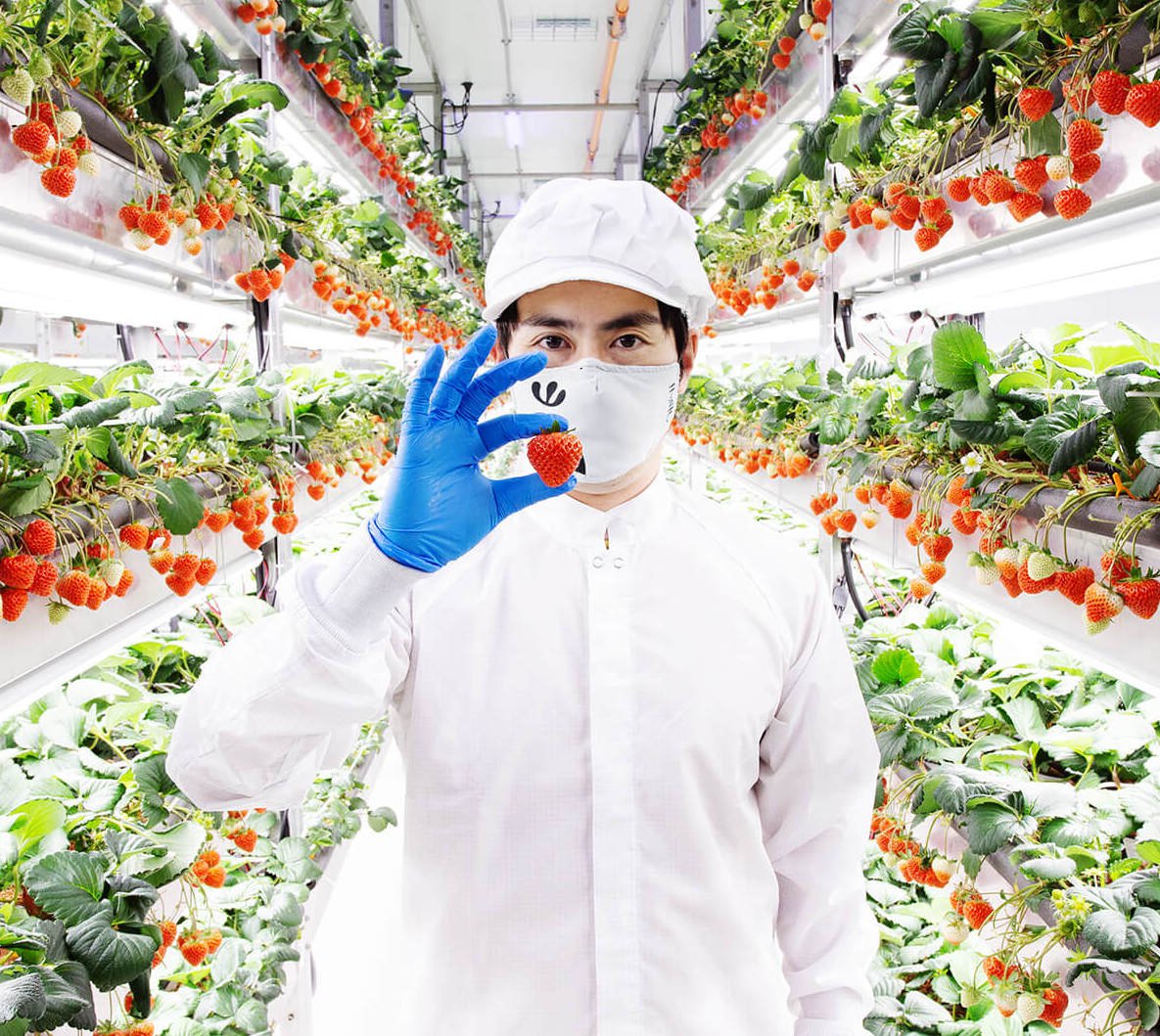 'Vertical farming': De perfecte harmonie tussen technologie en natuur.